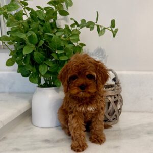 Blessing - Teddy Bear Red White Female F Cavapoo - BPPP_