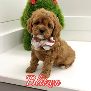 Blitzen - F Cavapoo Puppy - BPPP Litter --_