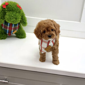 Blitzen - F Cavapoo Puppy - BPPP Litter --_
