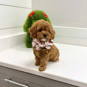 Blitzen - F Cavapoo Puppy - BPPP Litter --_