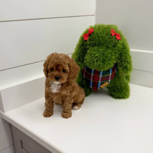 Blitzen - F Cavapoo Puppy - BPPP Litter --_