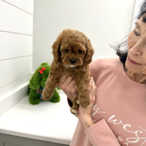 Blitzen - F Cavapoo Puppy - BPPP Litter --_