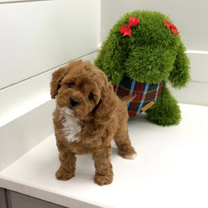 Blitzen - F Cavapoo Puppy - BPPP Litter --_
