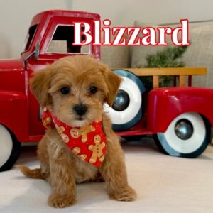 Blizzard - Apricot Male FB Maltipoo - BPPP