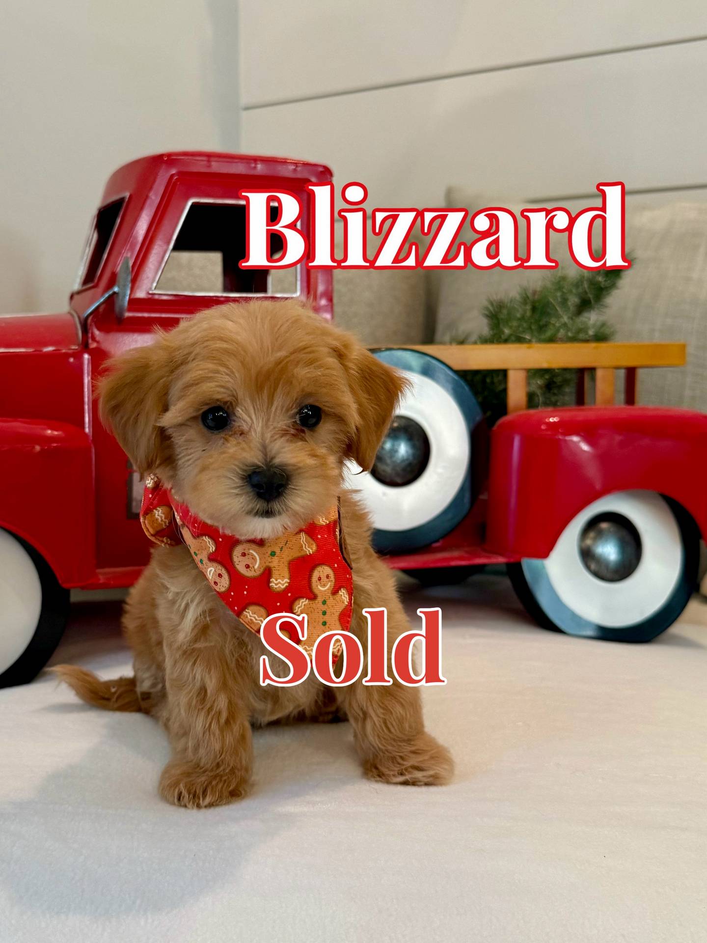 Blizzard - Apricot Male FB Maltipoo - BPPP - Forever Home in Spanish Fort- AL