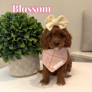 Blossom - CKC Toy Cavapoo - --