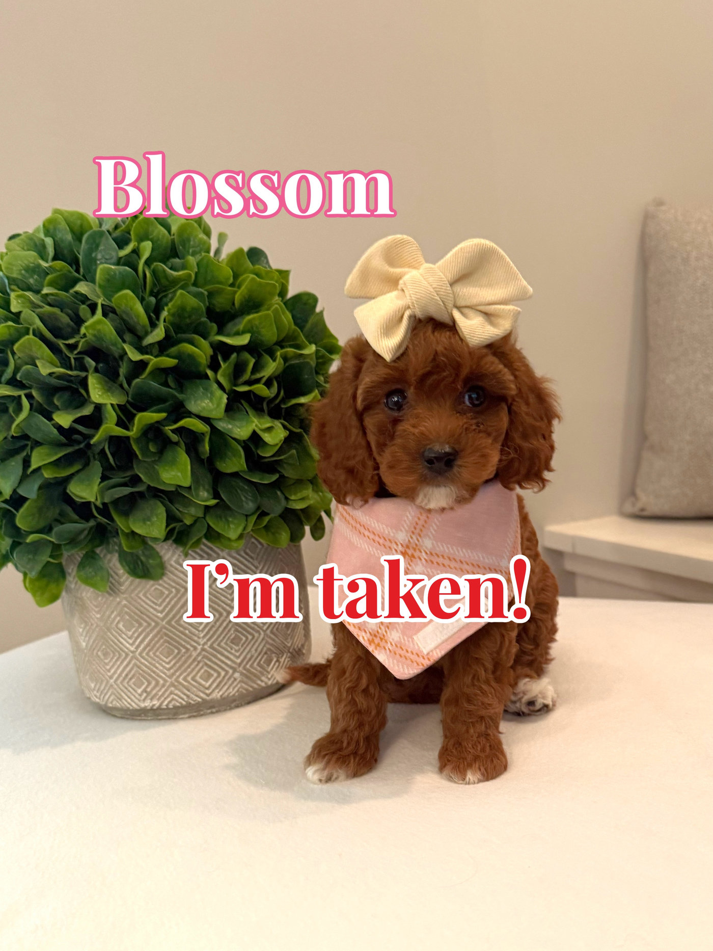Blossom - CKC Toy Cavapoo - --_Forever Home in Mount Olive- AL