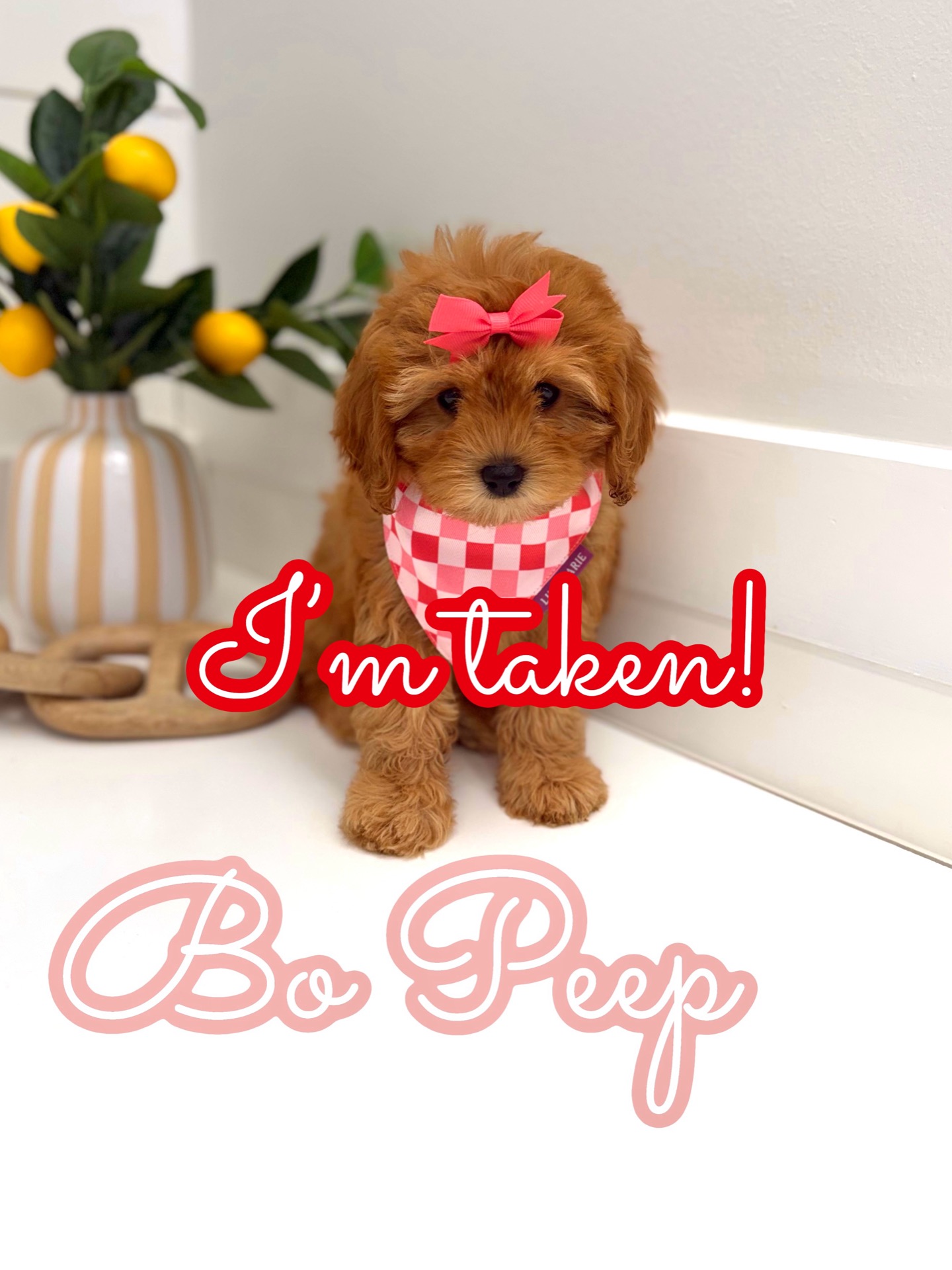 Bo Peep - F Cavapoo Puppy - Litter -- - Forever Home in Greenwich- CT