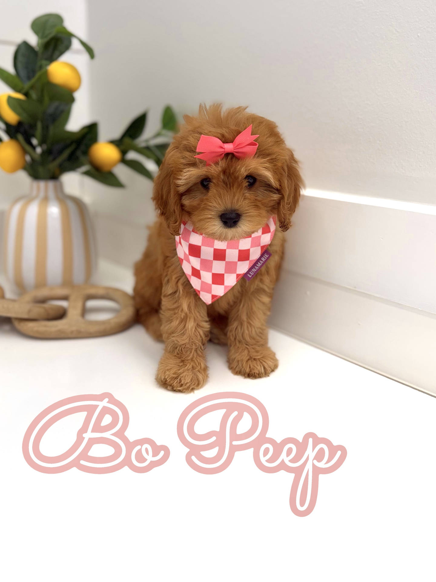 Bo Peep - F Cavapoo Puppy - Litter --_