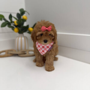 Bo Peep - F Cavapoo Puppy - Litter --_