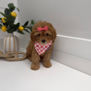 Bo Peep - F Cavapoo Puppy - Litter --_