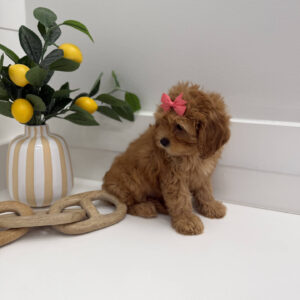 Bo Peep - F Cavapoo Puppy - Litter --_