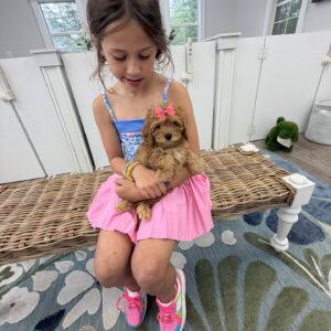 Bo Peep - F Cavapoo Puppy - Litter --_