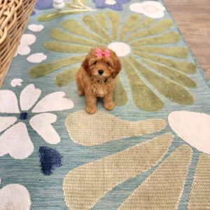 Bo Peep - F Cavapoo Puppy - Litter --_