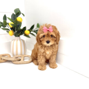 Bo Peep - F Cavapoo Puppy - Litter --_