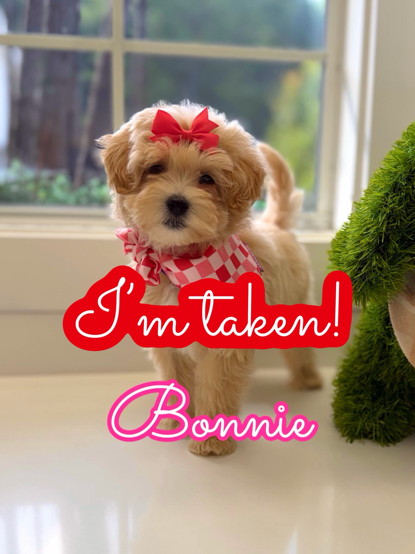 Bonnie - F Maltipoo Puppy - Litter --_ - Forever Home in Huntersville- NC