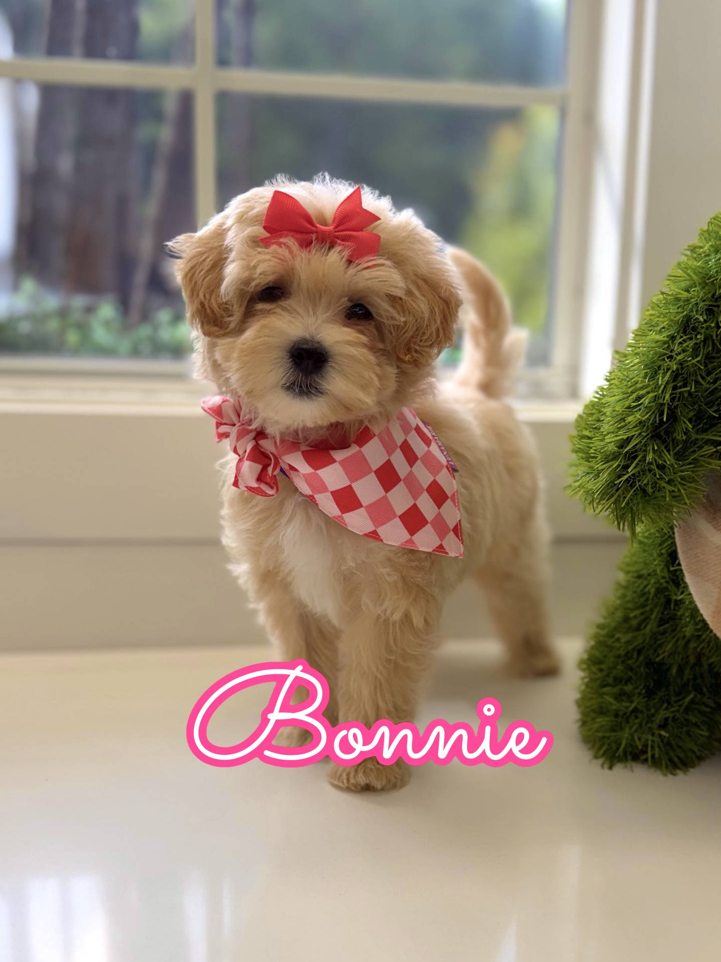 Bonnie - F Maltipoo Puppy - Litter --_