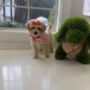 Bonnie - F Maltipoo Puppy - Litter --_