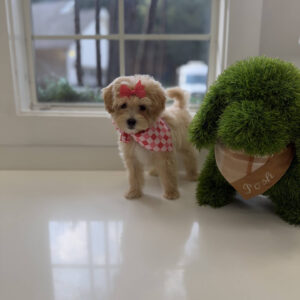 Bonnie - F Maltipoo Puppy - Litter --_