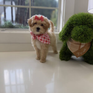 Bonnie - F Maltipoo Puppy - Litter --_