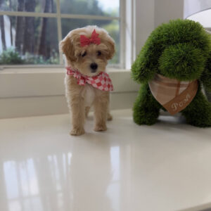 Bonnie - F Maltipoo Puppy - Litter --_