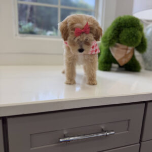 Bonnie - F Maltipoo Puppy - Litter --_