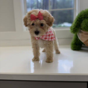 Bonnie - F Maltipoo Puppy - Litter --_