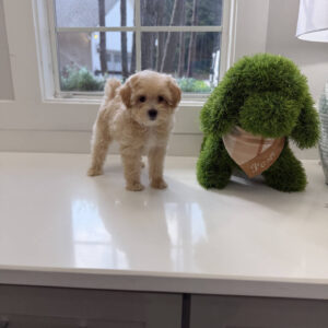 Bonnie - F Maltipoo Puppy - Litter --_
