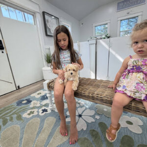 Bonnie - F Maltipoo Puppy - Litter --_