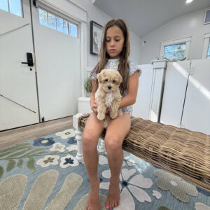 Bonnie - F Maltipoo Puppy - Litter --_