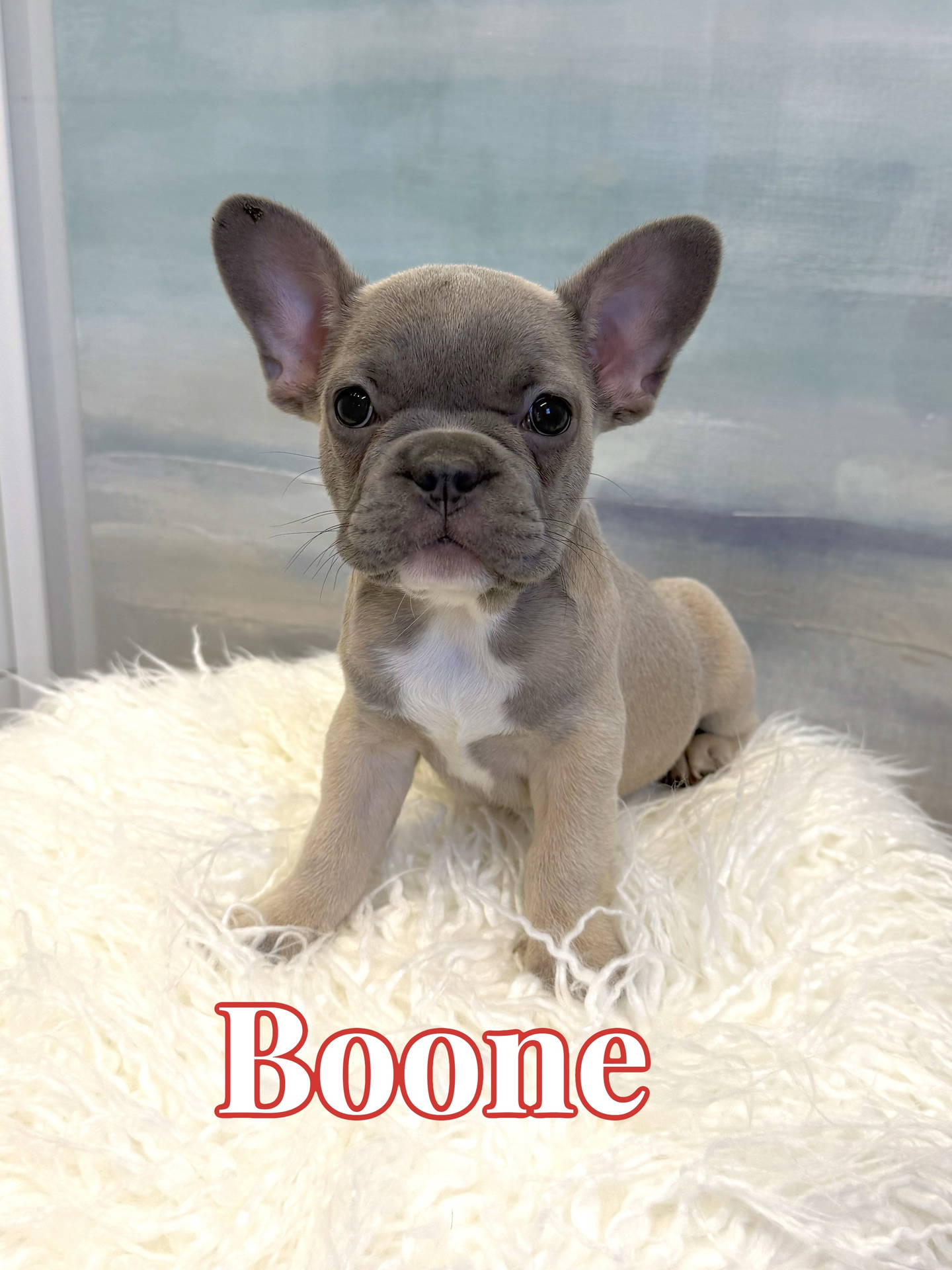 Boone - French Bulldog Puppy - BPPP Litter --