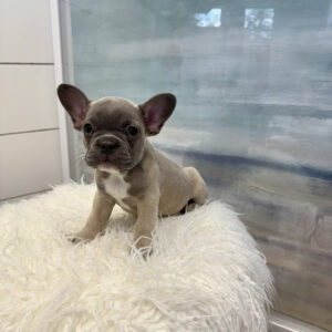 Boone - French Bulldog Puppy - BPPP Litter --_