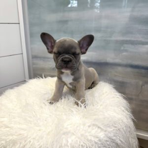 Boone - French Bulldog Puppy - BPPP Litter --_
