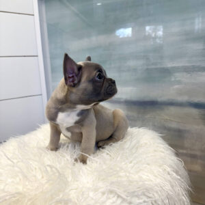 Boone - French Bulldog Puppy - BPPP Litter --_