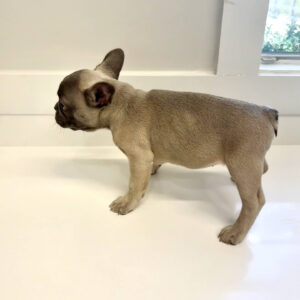 Boone - French Bulldog Puppy - BPPP Litter --_