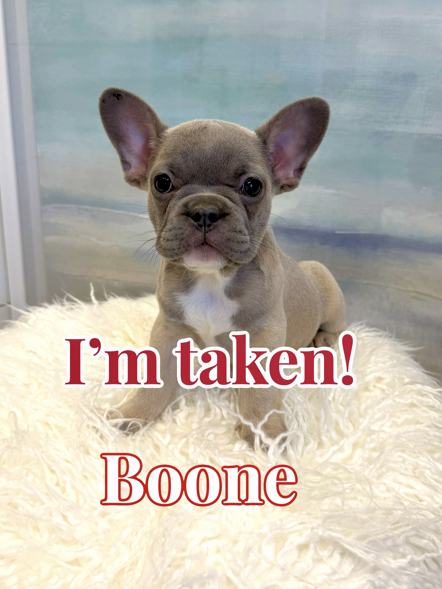 Boone - French Bulldog Puppy - BPPP Litter --_Forever Home in Nashville- TN