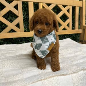 Brad Red F1B Toy Goldendoodle Male Petite Posh Puppies 03