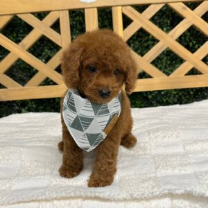 Brad Red F1B Toy Goldendoodle Male Petite Posh Puppies 04