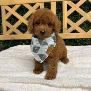 Brad Red F1B Toy Goldendoodle Male Petite Posh Puppies 05