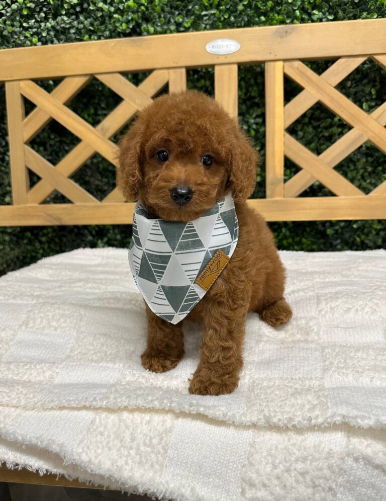 Brad-Red-FB-Toy-Goldendoodle-Male-Petite-Posh-Puppies-