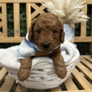 Brad Red F1B Toy Goldendoodle Male Petite Posh Puppies 3