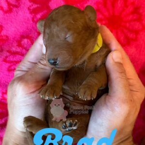 Brad - Red - FB Toy Goldendoodle - Male - Petite Posh Puppies