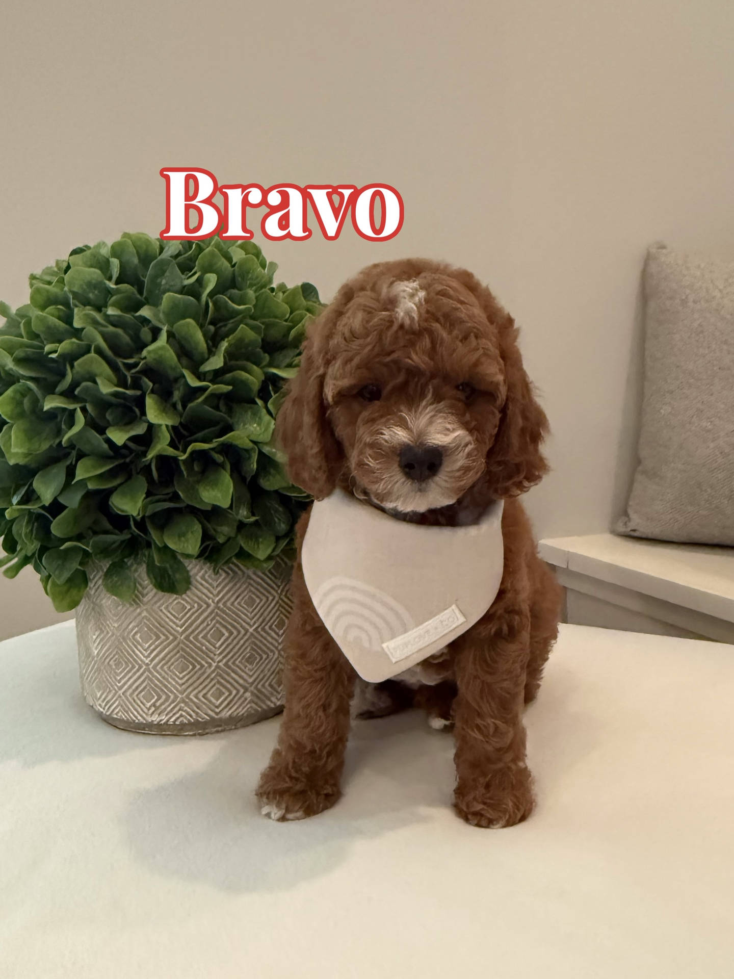 Bravo - CKC Toy Cavapoo - --