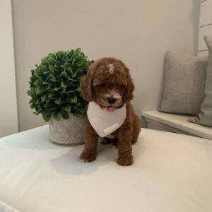 Bravo - CKC Toy Cavapoo - --_