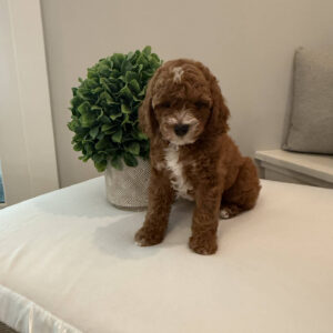 Bravo - CKC Toy Cavapoo - --_