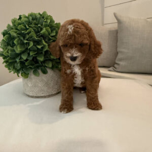 Bravo - CKC Toy Cavapoo - --_