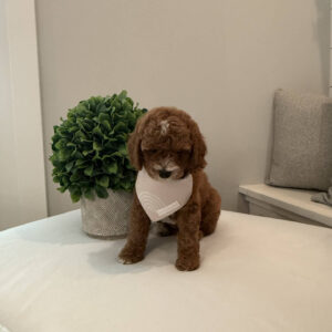 Bravo - CKC Toy Cavapoo - --_