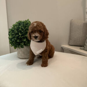 Bravo - CKC Toy Cavapoo - --_