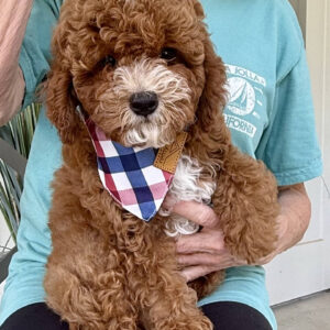 Bravo - CKC Toy Cavapoo - --_v_