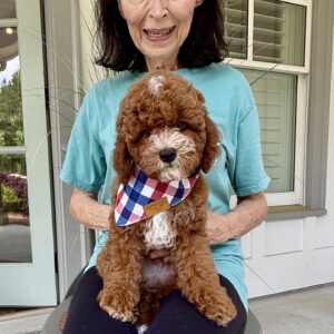 Bravo - CKC Toy Cavapoo - --_v_